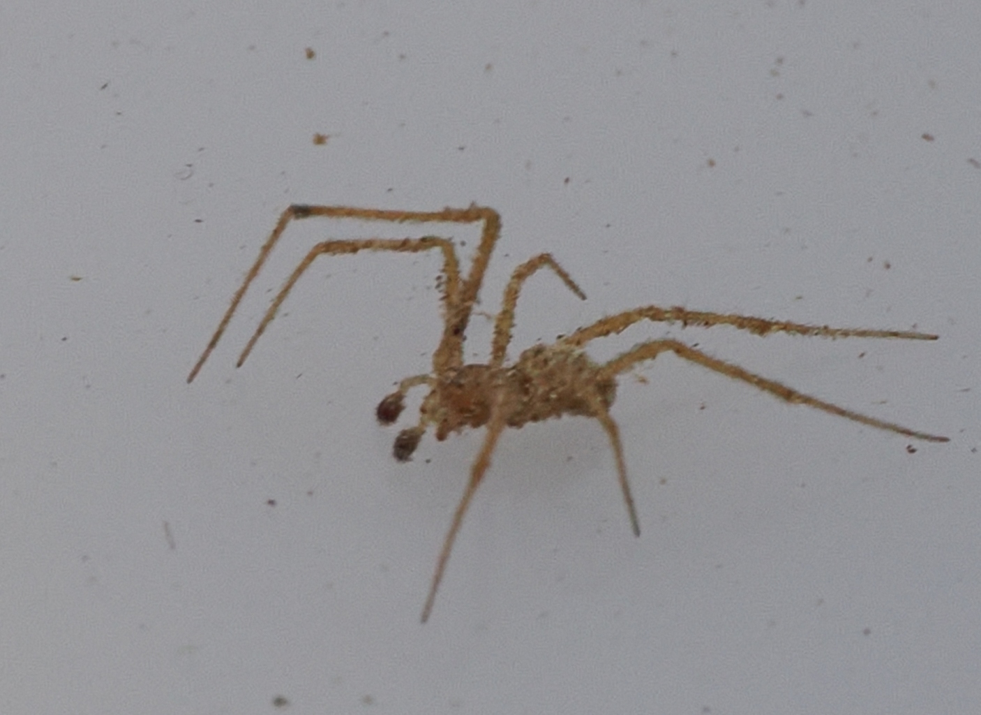 Enoplognatha mordax